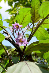 The long eggplant (aubergine) in kitchen gardening farm / 小さな家庭菜園で育てる長ナス
