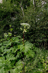 cow parsnip blooms on a meadow in summer, Heracleum sosnowskyi