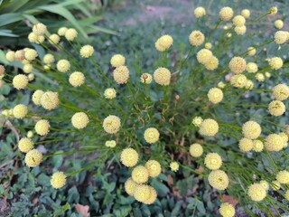 yellow flowers on a green background