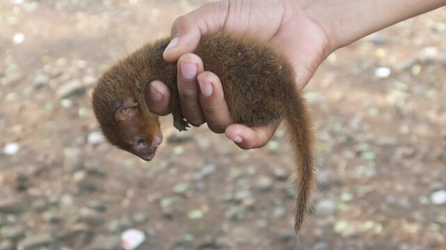 baby or young animal Garangan (mongoose) with the scientific name Herpestes javanicus