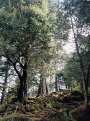 Temukan keajaiban hutan alami yang belum terjamah—akar-akar pohon yang mencuat liar, membentuk...