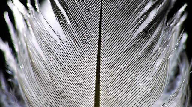 Delicate feather detail, showing intricate barbs with soft lighting
