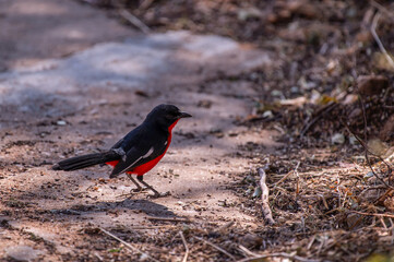 Gonolek rouge et noir posé au sol
