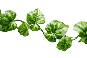 Fototapeta premium Ornamental Vine Leaves Isolated On Transparent Background