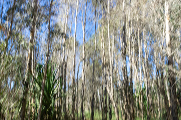 Impressionist effect motion blur tall spindly tree in Australian bush