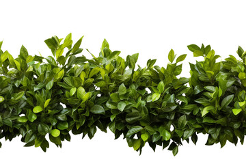 Ornamental bush isolated on transparent background