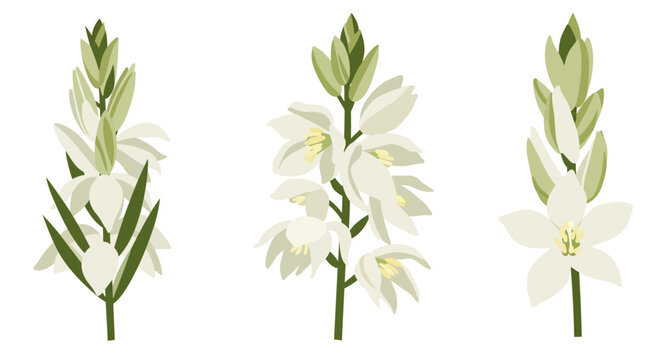 Vector Illustration of Yucca Flower &ndash; White Flor de Izote Botanical Drawing Isolated on White Background