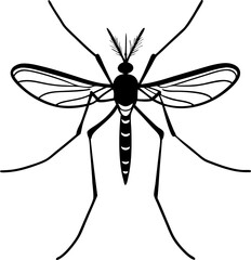 mosquito on white background