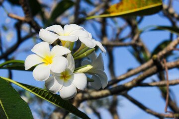 White Frangipani flowers on a bunch of tree with blurred background
