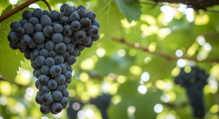 Ripe Dark Grapes on the Vine in a Sunny Vineyard