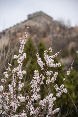 Great wall of China in spring season with cherry blossoms.