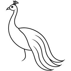 Obraz premium peacock vector illustration