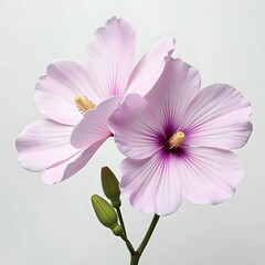 Naklejka premium pink flower isolated on white