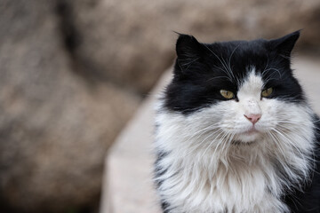 Portrait of boring face of  black and white cat.