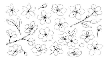 Collection of delicate cherry blossom flowers and leaves in a detailed hand drawn sketch style silhouette
