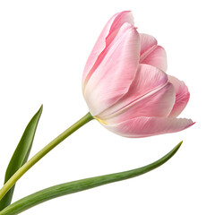An elegant fresh pink tulip flower showing its delicate beautiful petals isolated on a transparent background png