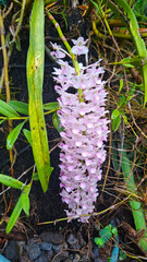 orchid flowers growing in the garden