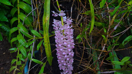 pink orchids in clusters blooming in the dark