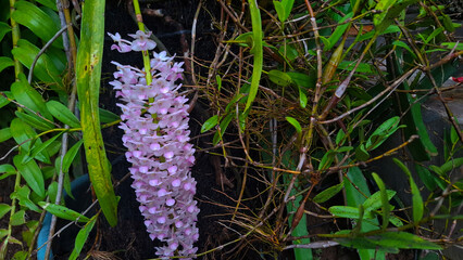pink orchids in clusters blooming in the dark