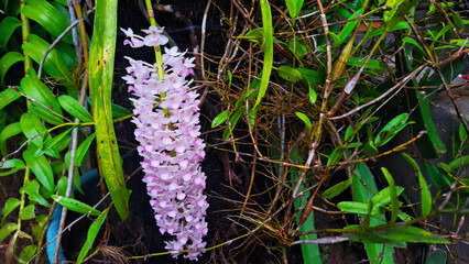 the beauty of orchids blooming in the dark