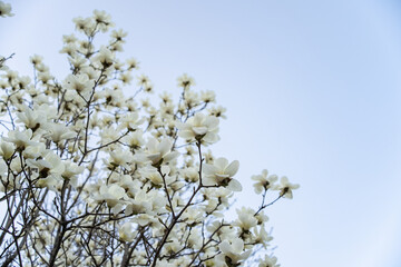 Beautiful white magnolia flowers on a tree branch in spring.