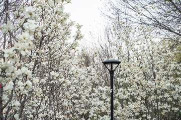 Beautiful white magnolia flowers on a tree branch in spring.