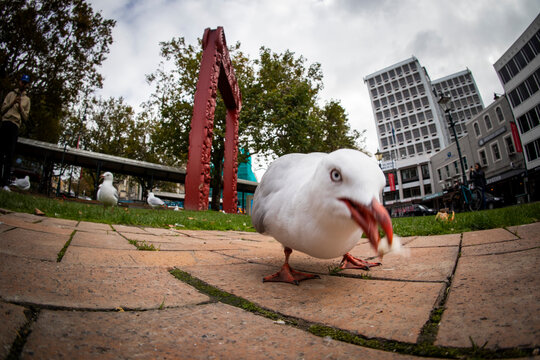 Red-Billed Gull (chroicocephalus novaehollandiae scopulinus) eating
