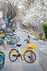 Yellow bicycle with white magnolia flowers on a tree branch in spring.