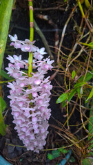 the beauty of pink orchids blooming in clusters in the dark