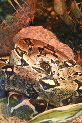 Fototapeta premium snake in the grass