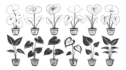 Collection of potted anthurium plants with heart shaped leaves and exotic flowers in a detailed line art silhouette