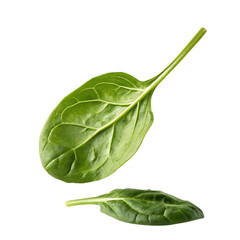 A fresh organic spinach leaf in the act of falling with motion isolated on a transparent background png