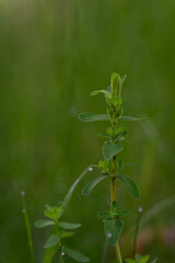 Fresh green leaves of St. John's wort (Hypericum perforatum) in close-up, showing fine texture and translucent oil glands under natural light.
