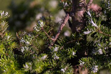 Silvery undersides of fir needles on branches, catching light and revealing fine white stripes...
