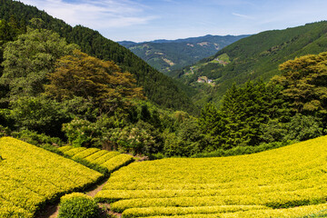山間にある景色の良い黄金色の茶畑