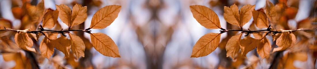 Autumn Leaves on Branch