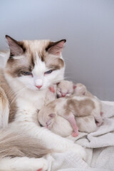 Mother Ragdoll cat feeding her newborn kittens.