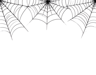 spider web isolated on white