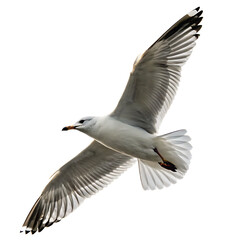 Obraz premium A white seagull bird flying gracefully with its wings outstretched isolated on a transparent background png