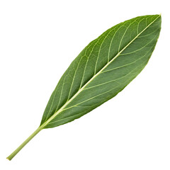 Obraz premium A single fresh green lemongrass stalk used for cooking and tea isolated on a transparent background png