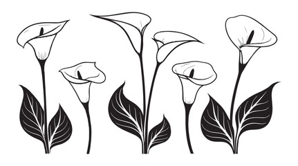 Elegant calla lily flowers with detailed leaf illustrations in a minimalist silhouette style