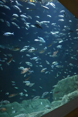 fish in the sea