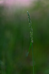 Close-up of cock’s-foot grass (Dactylis glomerata) showing its dense, clustered flowering head with triangular outline and fine floral texture.
