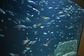 Fototapeta premium fish in the sea