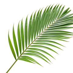 Obraz premium A fresh green leaf from a tropical palm tree, a symbol of summer isolated on a transparent background png