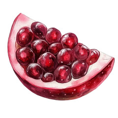 Cranberry Slice, watercolor painting vector, isolated on a white background.