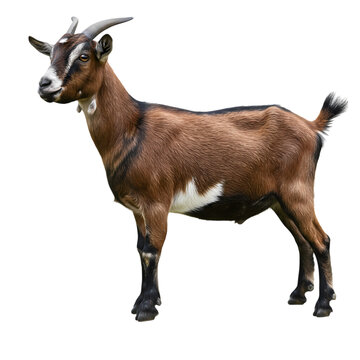 Brown Goat: Farm Animal, Livestock, Goat Breed Photography