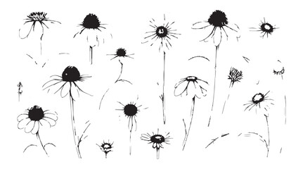 Collection of echinacea flowers and leaves in a delicate hand drawn line art silhouette style