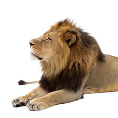 Obraz premium A majestic adult male lion with a large mane lying down and resting isolated on a transparent background png