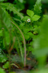 Delicate wild strawberry flower (Fragaria vesca) in the background, with soft white petals and a yellow center emerging from green foliage.
